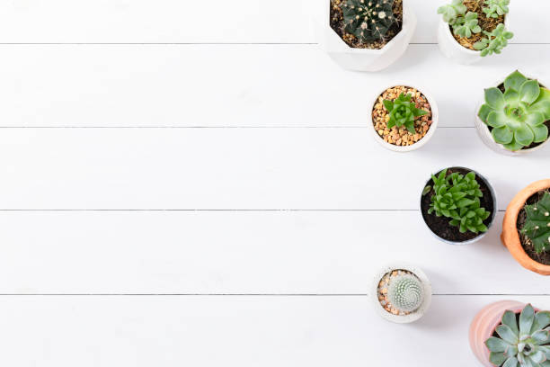 istock Potted cactus and succulent border flat lay with blank space 2158197507