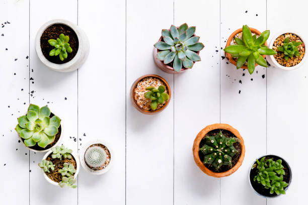 istock Succulent and cactus in wooden white background 2158197537