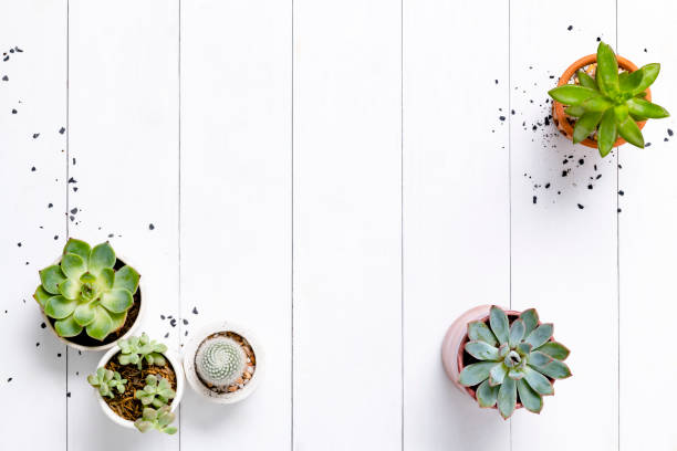 istock Potted cactus and succulent border flat lay with blank space 2158197543