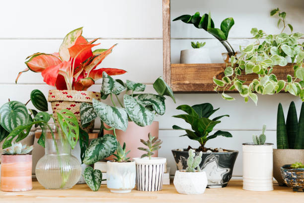 istock Indoor potted plants arrangement for home decor 2158197616
