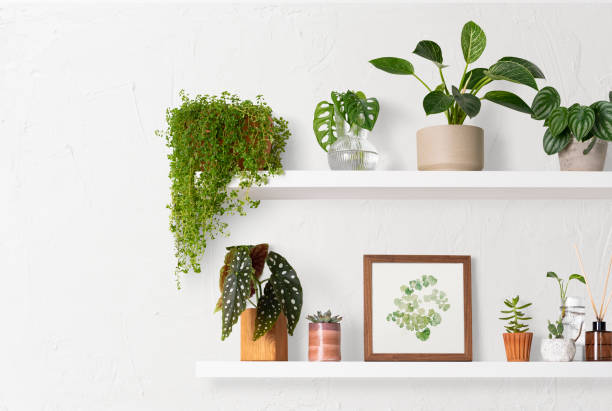 istock Home decor indoor plant shelf 2158197630