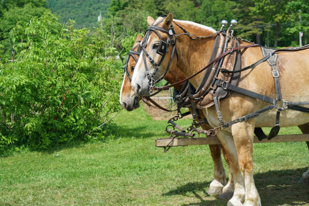 These horses are bridled up to a wagon for carrying passengers