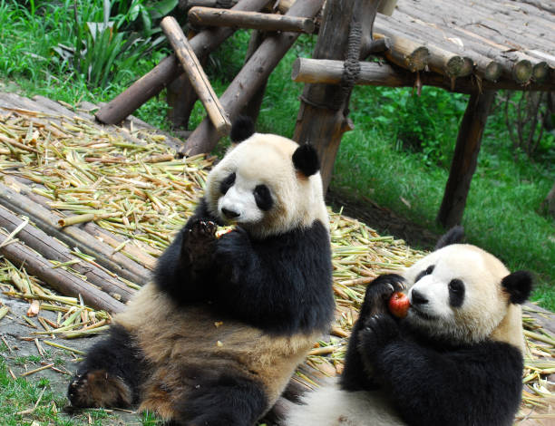 Two Pandas Play on Tree Branches