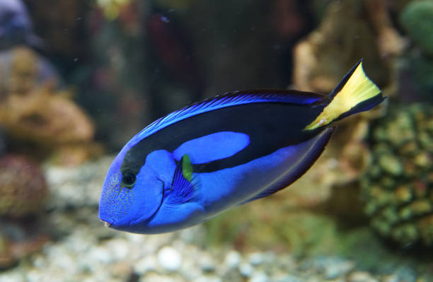 istock close up on blue tang fish in the reef 2158198341