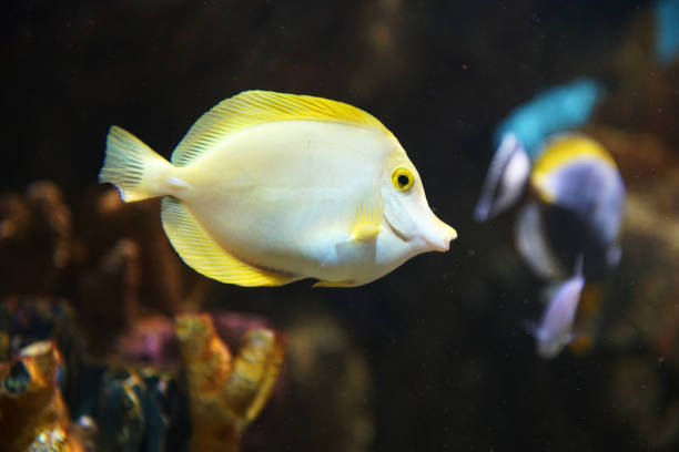close up on yellow tang fish in the reef