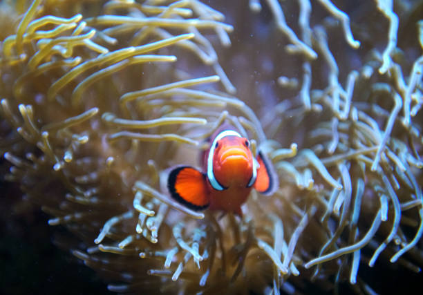 A vibrant clownfish (Amphiprioninae) swimming gracefully in an aquarium. The fish displays its iconic orange, white, and black coloration, set against a softly blurred aquatic background. Captured in high detail, this image showcases the beauty of marine life in a controlled environment. Ideal for use in educational, nature, or marine-themed projects.