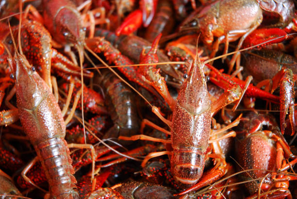 Crayfish at the fish market. Crayfish in an aquarium. Sale of sea products. Live sea animals.