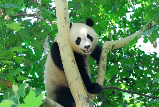 istock close up on young panda climbing up on the tree 2158198377
