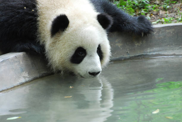 Image Giant Panda Bear in Zoo.
