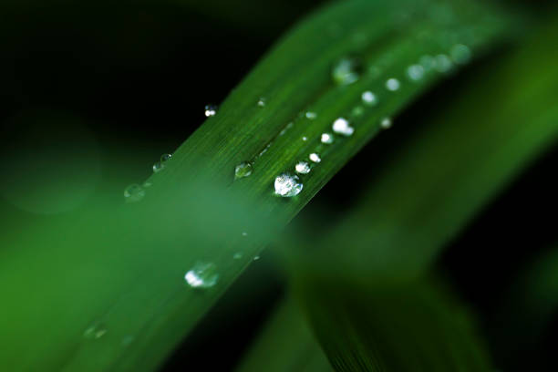 istock dew droplets on grass leaves after rain, macrophotography, close-up, pearl dew 2158198512