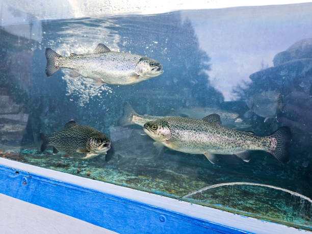 Aquarium with ornamental fish such as Trout and Salmon