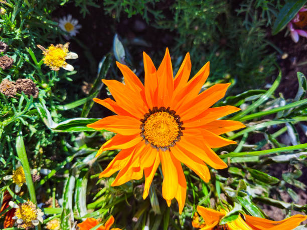 Orange flower blooming in spring, in clear, sunny weather.