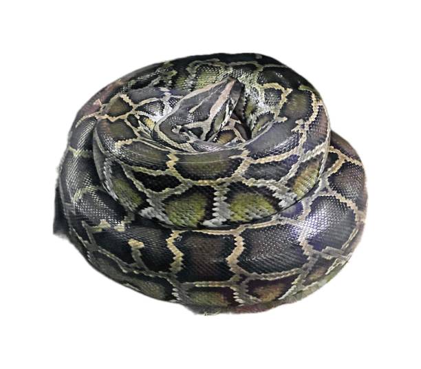 istock a photography of a snake wrapped in a blanket on a white surface. 2158198630