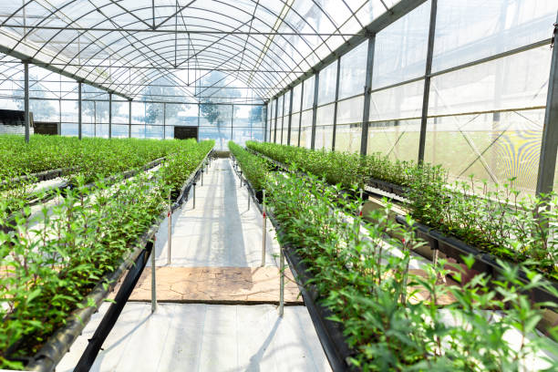 istock Greenhouse for growing strawberry. 2158198673