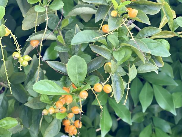 istock a photography of a tree with oranges hanging from it's branches. 2158198694