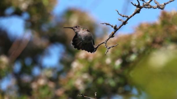 Anna's hummingbird perching on a tree branch with blue sky and blurry forecast themes at the background