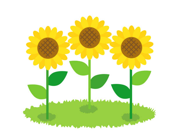 320+ Sunflower Himawari Stock Photos and Royalty-Free Pictures