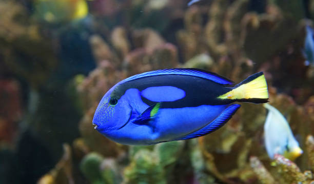 istock close up on blue tang fish in the reef 2158200569