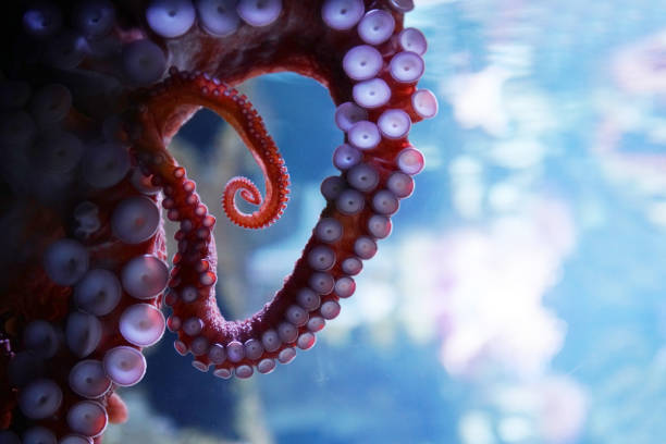 istock close up on live octopus in the aquarium 2158200575
