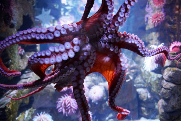 istock close up on live octopus in the aquarium 2158200580