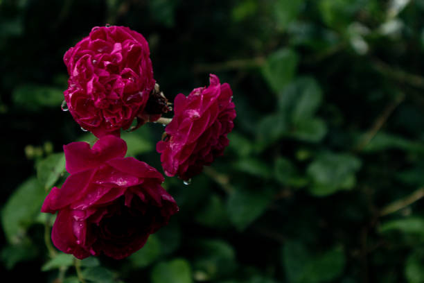 istock water drops on beautiful rose flower in the morning. 2158201285