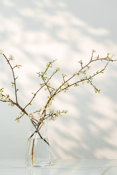 istock Blooming spring branches with flowers and its shadow on white background 2158201447