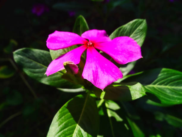 istock Close-up image of Vinca summer flowers 2158202164