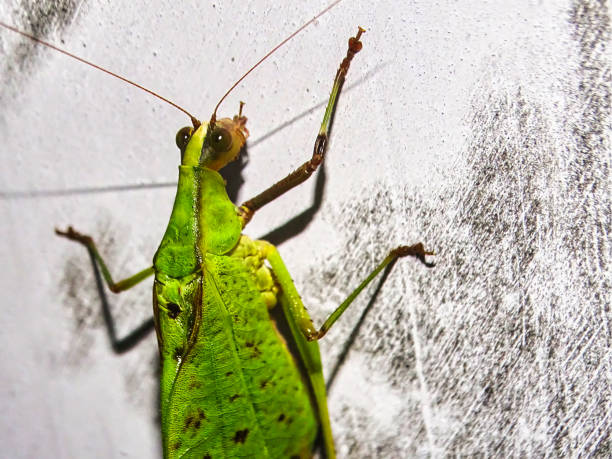 istock Macro Photography of Leaf Katydid Mimicking Surrender Gesture 2158202205