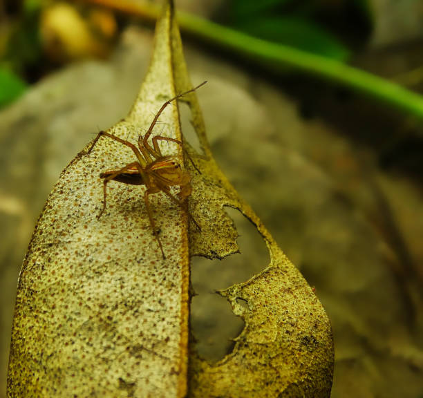 close up Oxyopes Salticus