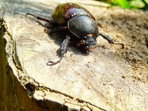 istock female rhinoceros beetle, Wildlife closeup macro 2158202275