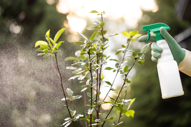 istock The gardener sprays cherry tree in the garden with a spray bottle. 2158202357