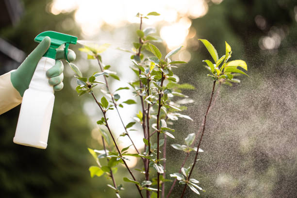 istock The gardener sprays apple tree in the garden with a spray bottle. 2158202433
