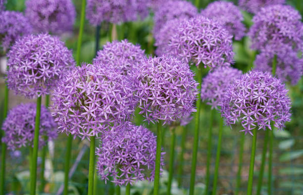 istock purple allium lucy ball flower blooming in spring 2158202848
