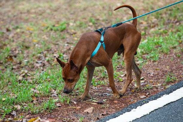 istock Thai breed dog walks in the garden 2158204215