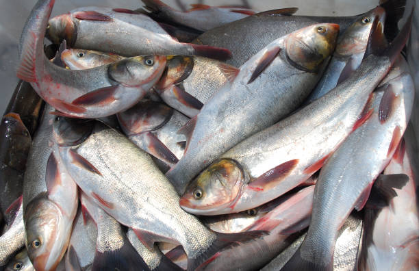 istock close up on live fish for sale 2158204282