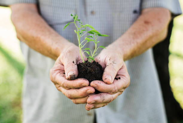 istock Closeup of a man holding a small plant 2158204887
