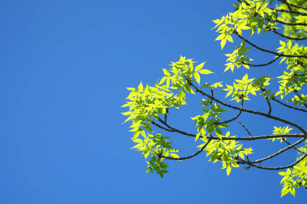new growing green leaves on tree branch