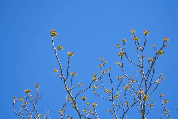 close up on new grown leaves sprout on tree branch