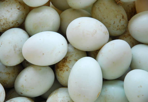 close up on dirty raw duck eggs in pile