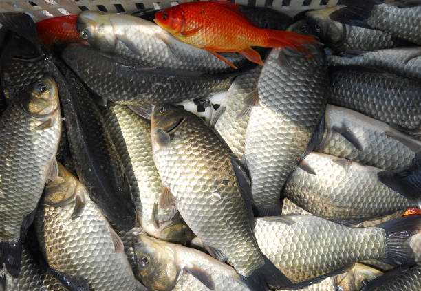 istock close up on live fish for sale 2158206683