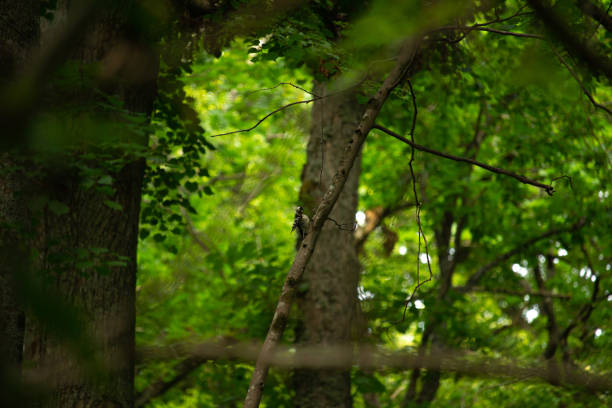 Lesser spotted woodpecker (Dryobates minor) chiseling rotten branch. Female woodpecker perching on dead branch in forest