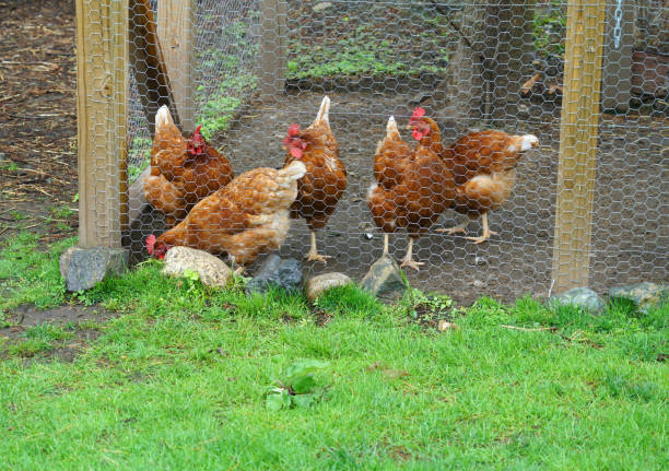 istock close up on chicken in side coop in back yard 2158208197
