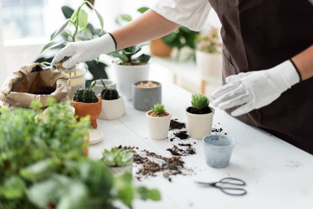 istock Professional plant nursery worker repotting a plant 2158208394