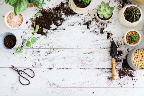 istock DIY gardening table flat lay with potted plants 2158208413