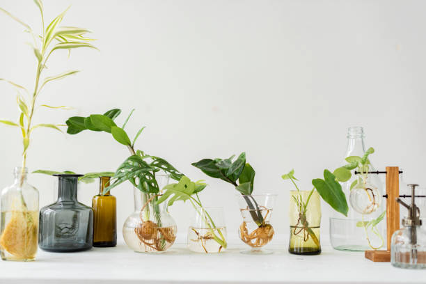 istock Water propagating houseplants in glass vases 2158208467