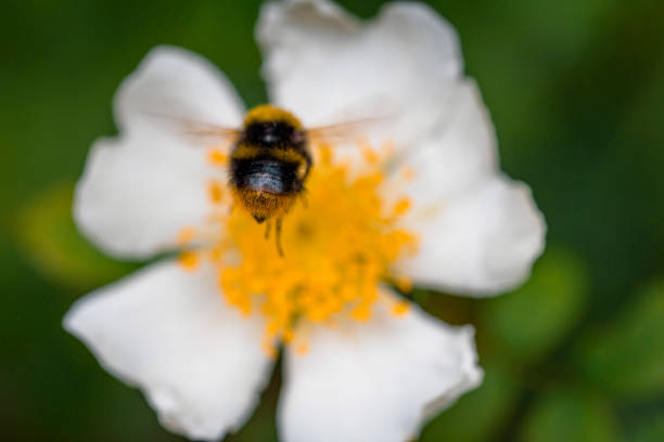 Close-up of a bumblebee feeding on a pink dahlia flower in a summer garden.