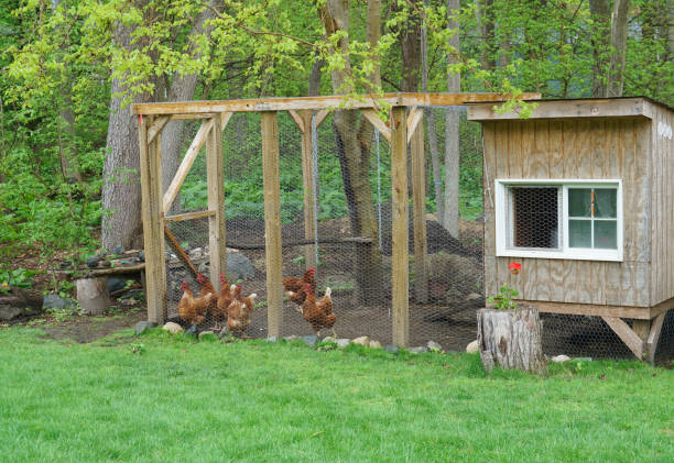 istock close up on chicken in side coop in back yard 2158209149