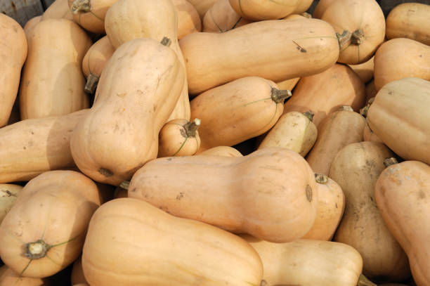 istock butternut squash pile in harvest season 2158209161