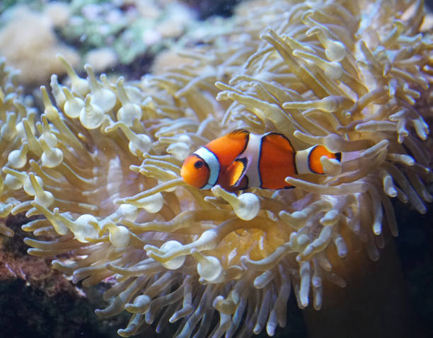 istock orange clownfish in the coral reef 2158209502