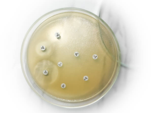 istock Antimicrobial susceptibility testing in petri dish. Antibiotic resistance of bacteria 2158212205